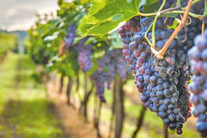 οινοπαραγωγοί