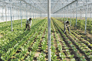 παραγωγοί θερμοκηπίων