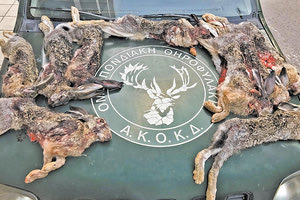 Θηροφυλακή παράνομα θηρευμένοι λαγοί