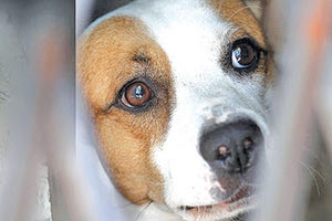 κακομεταχείριση των ζώων