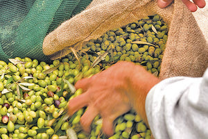 συγκομιδή της ελιάς