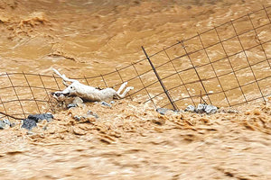 Ποιμνιοστάσια καταστράφηκαν, ενώ ζώα έχασαν τη ζωή τους από το μένος των βροχοπτώσεων