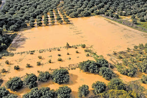 καλλιέργειες του δήμου Μινώα Πεδιάδος, που επλήγησαν ανεπανόρθωτα από τις καταστροφικές βροχοπτώσεις του Σαββάτου