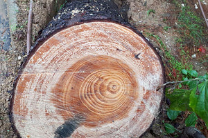 Ένα δέντρο έπεσε στην ΟΑΣΗ, το οποίο αναγκάστηκε να απομακρύνει η Πολιτική Προστασία