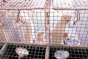 φάρμες εκτροφής μινκ