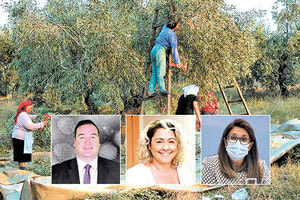 Η συγκομιδή της ελιάς που άρχισε και στην Κρήτη και οι εκτιμήσεις ότι λόγω του συγχρωτισμού θα έχουμε μεγαλύτερη αύξηση των περιστατικών κοροναϊού