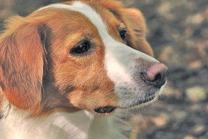 αδέσποτο σκυλάκι