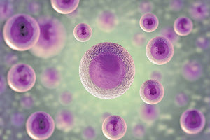 βλαστοκύτταρα