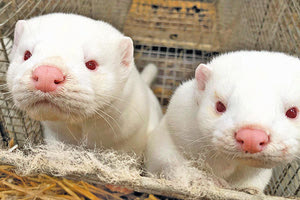 γουνοφόρα ζώα μινκ