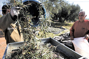 ελαιοκομία