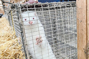 γουνοφόρα ζώα μινκ