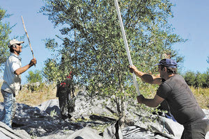 ελαιοσυγκομιδή στα λιόφυτα
