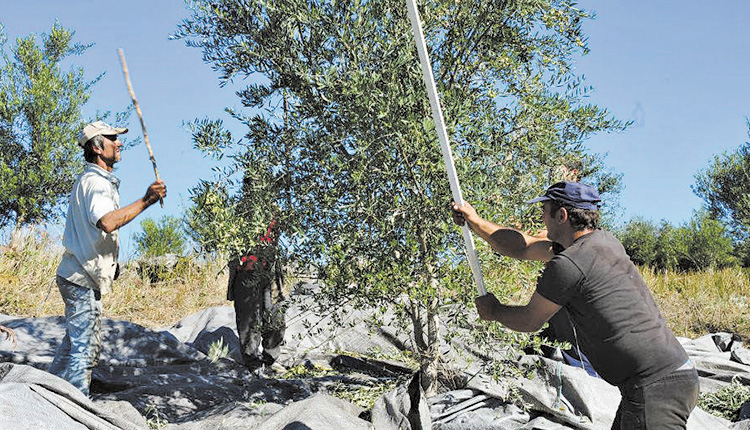ελαιοσυγκομιδή στα λιόφυτα
