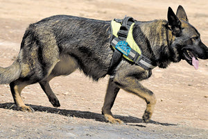 Οι σκύλοι φαίνεται να μυρίζουν με μεγάλη ακρίβεια τους ανθρώπους με κοροναϊό