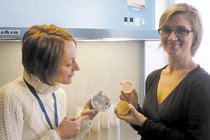 ΕΡΕΥΝΑ ΤΗΣ ΑΝΑΣΤΑΣΙΑΣ ΓΙΩΤΗ: Εργαστηριακές καλλιέργειες μυκήτων