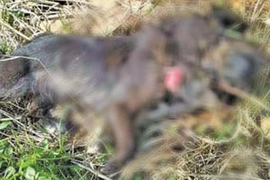 Κακούργημα και πρόστιμο 30.000 ευρώ για την εκτέλεση της σκυλίτσας