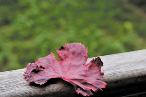 ένα κατακόκκινο φύλλο φθινοπώρου