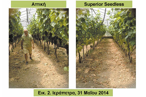 Αναμπέλωση κρητικού αμπελώνα