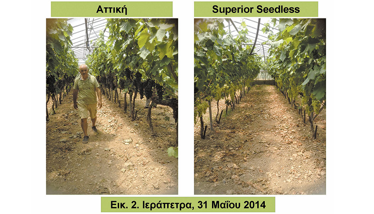 Αναμπέλωση κρητικού αμπελώνα