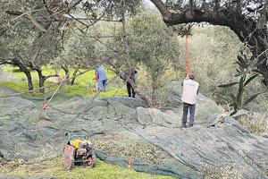 ελαιοσυγκομιδή