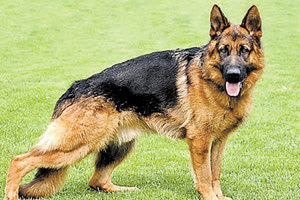 Γερμανικός ποιμενικός σκύλος