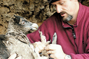Ο κ. Σταύρος Ξηρουχάκης - πληθυσμός όρνιων και γυπαετών
