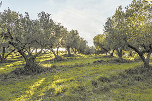 παραγωγή ελαιόλαδου