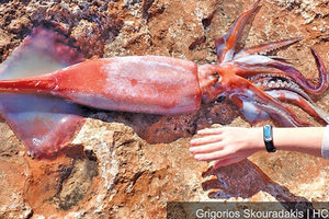 Σπάνιο καλαμάρι βρέθηκε στις ακτές του Ηρακλείου!