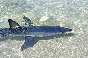 ένα καρχαριοειδές μήκους 1.50 μέτρου έκανε την εμφάνιση του στην παραλία του Πλακιά