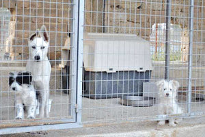 στο κυνοκομείο