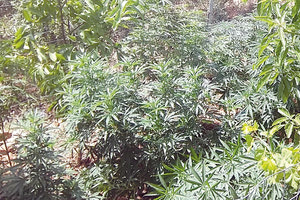 χασισοφυτείες