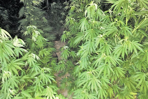 χασισοφυτεία δενδρύλλια