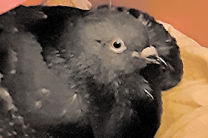 Η ιστορία ενός περιστεριού