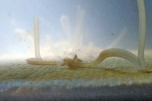 Τα μαλάκια της οικογένειας των τερεδινίδων που μοιάζουν περισσότερο με παχιά σκουλήκια