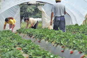 παραγωγοί θερμοκήπια
