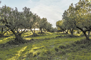 ελαιοκαλιέργεια