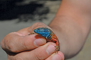 ερπετά και αμφίβια