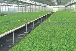 ΣΤΗ ΒΟΥΛΗ ΤΟ ΘΕΜΑ: “Θύματα” των εισαγωγών οι παραγωγοί κηπευτικών