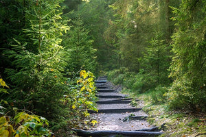 δασικη περιοχη