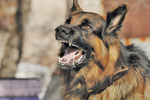 Ακούει κανένας για τα σκυλιά;