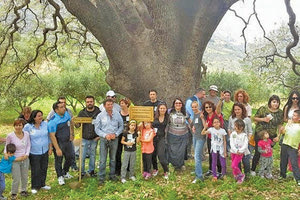 ΠΟΙΑ ΕΙΝΑΙ Τα 9 μνημειακά δέντρα της Κρήτης “μάρτυρες” της Επανάστασης του 1821