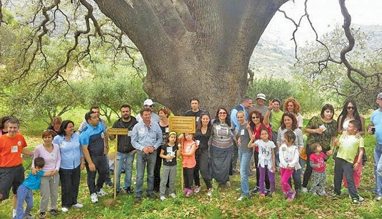 ΠΟΙΑ ΕΙΝΑΙ Τα 9 μνημειακά δέντρα της Κρήτης “μάρτυρες” της Επανάστασης του 1821
