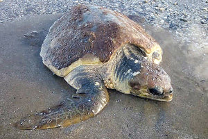 χελώνα caretta caretta