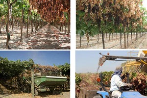 Δρ. Ιωάννης Φυσαράκης: Προοπτικές σταφίδας σουλτανίνας