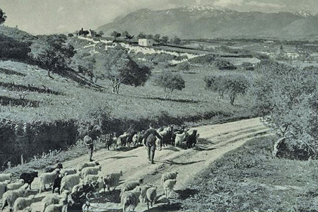 Η φωτογραφία της ημέρας: Στον δρόμο της Τυλίσσου προς τον Ψηλορείτη προπολεμικά