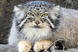 Αιλουροειδές της Κρήτης