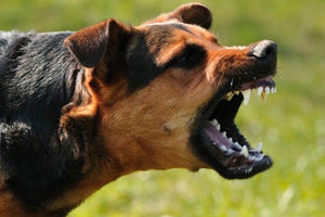 Ο σκύλος επιτέθηκε σε δύο γυναίκες