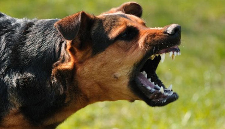 Ο σκύλος επιτέθηκε σε δύο γυναίκες