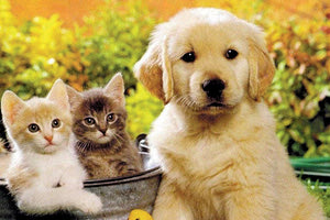 ζώα συντροφιάς