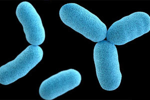 διφθερίτιδα βακτήριο Corynebacterium diphtheria